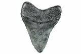 Fossil Megalodon Tooth - South Carolina #263922-1